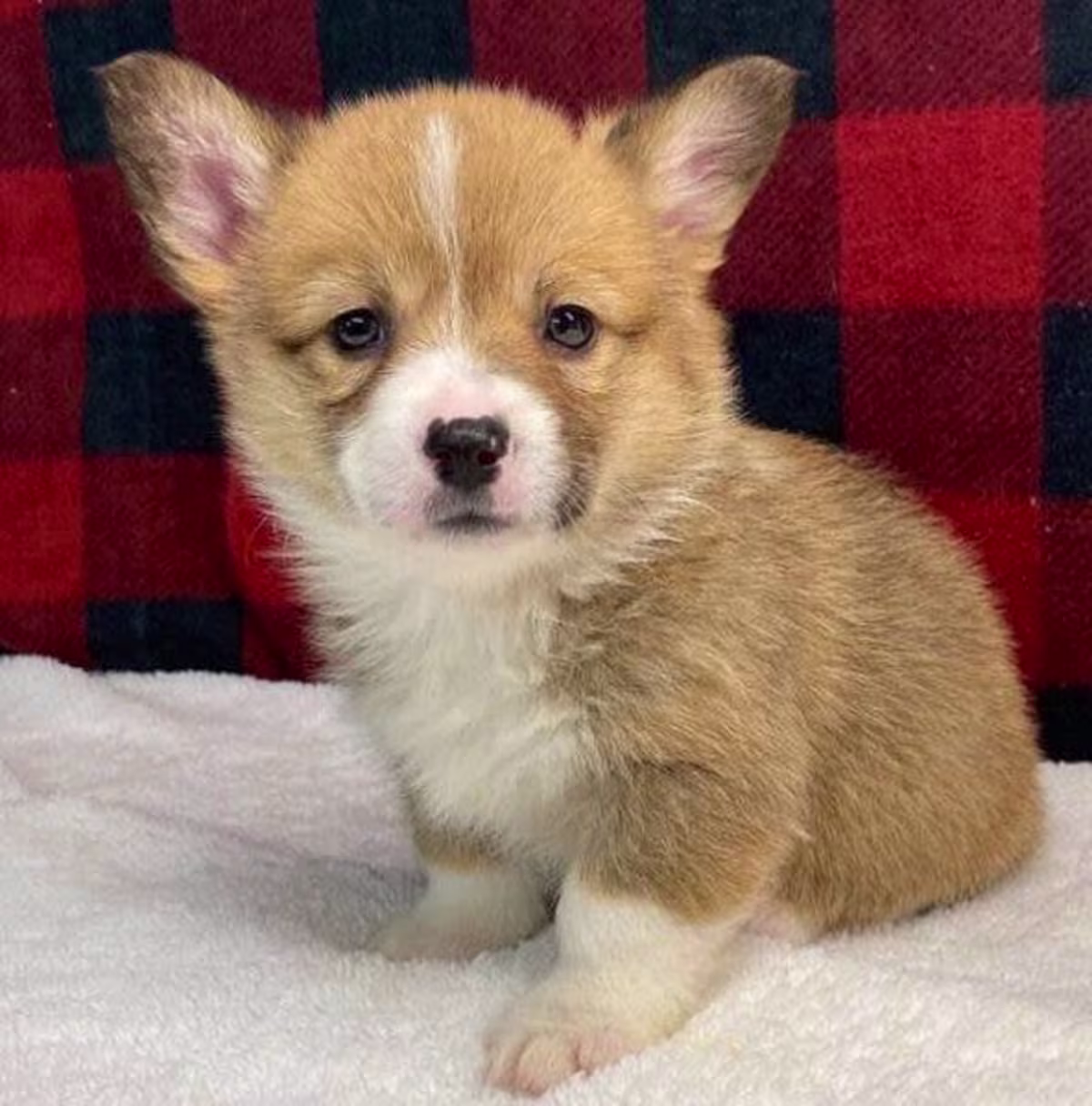 Home Raised Pembroke Welsh corgi Puppies
