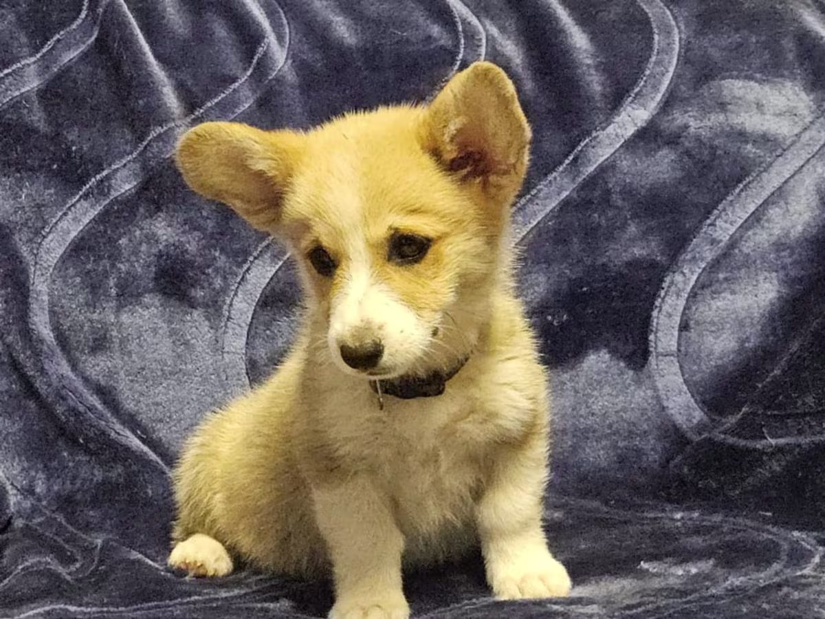 Pembrokeshire corgi pups READY