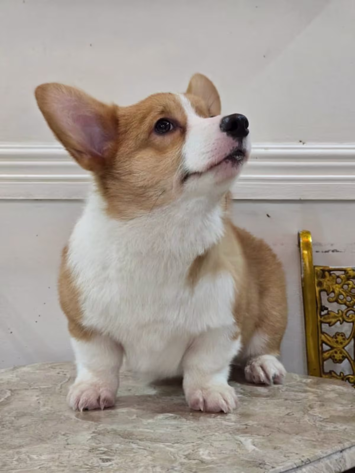 Cogri For Sale - ๐
&๐ ๐๐ ๐๐๐ง๐ง๐๐ฅ 2