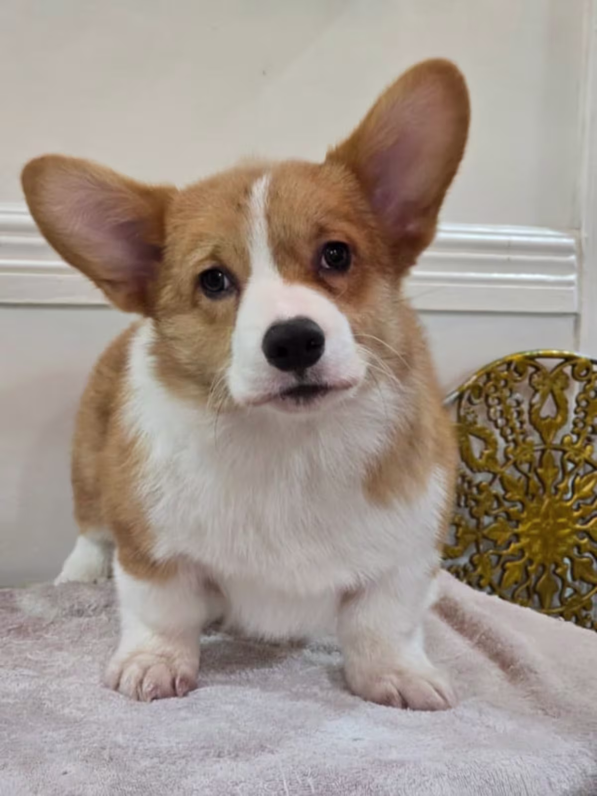 Cogri For Sale - ๐
&๐ ๐๐ ๐๐๐ง๐ง๐๐ฅ 3