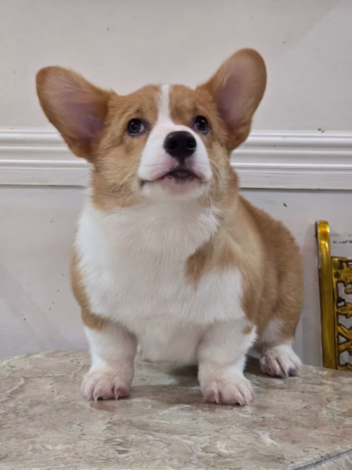 Cogri For Sale - ๐
&๐ ๐๐ ๐๐๐ง๐ง๐๐ฅ