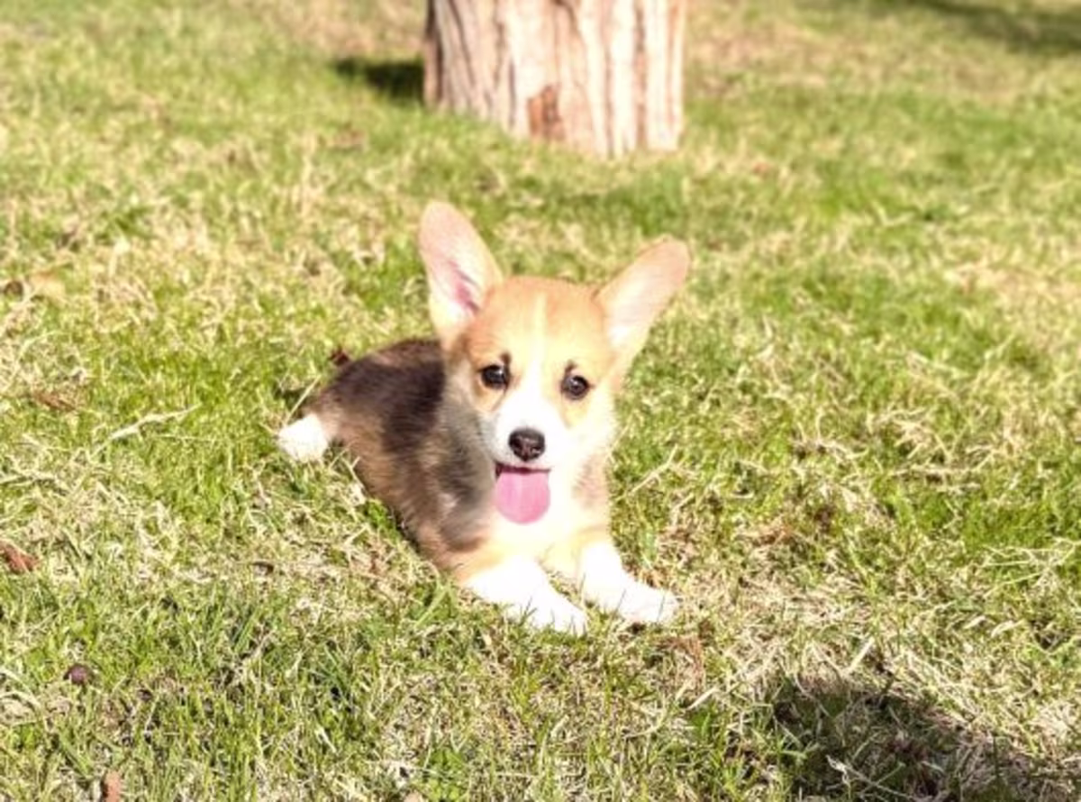 Pembroke Welsh Corgi WhatsApp:( +63-945-135-8253 )