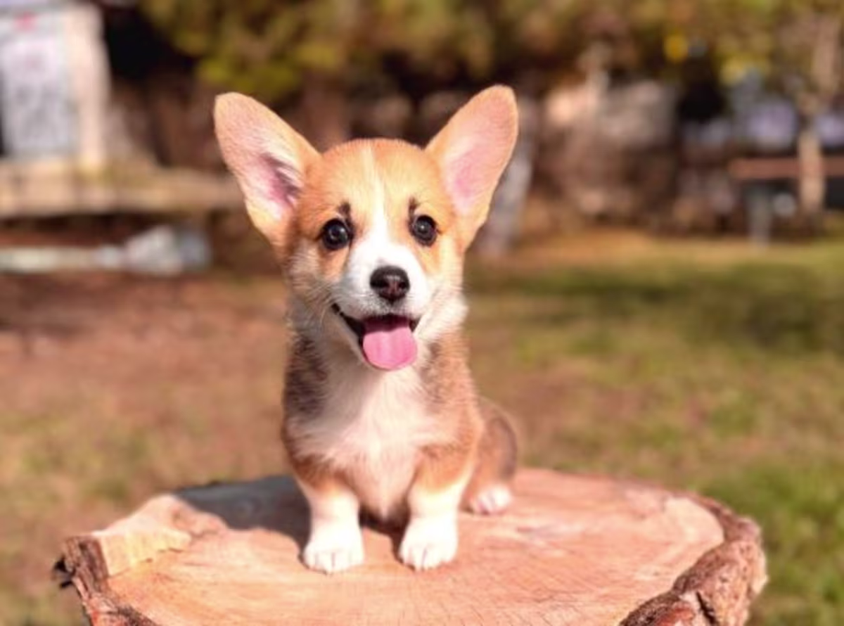 Pembroke Welsh Corgi WhatsApp:( +63-945-135-8253 ) 2