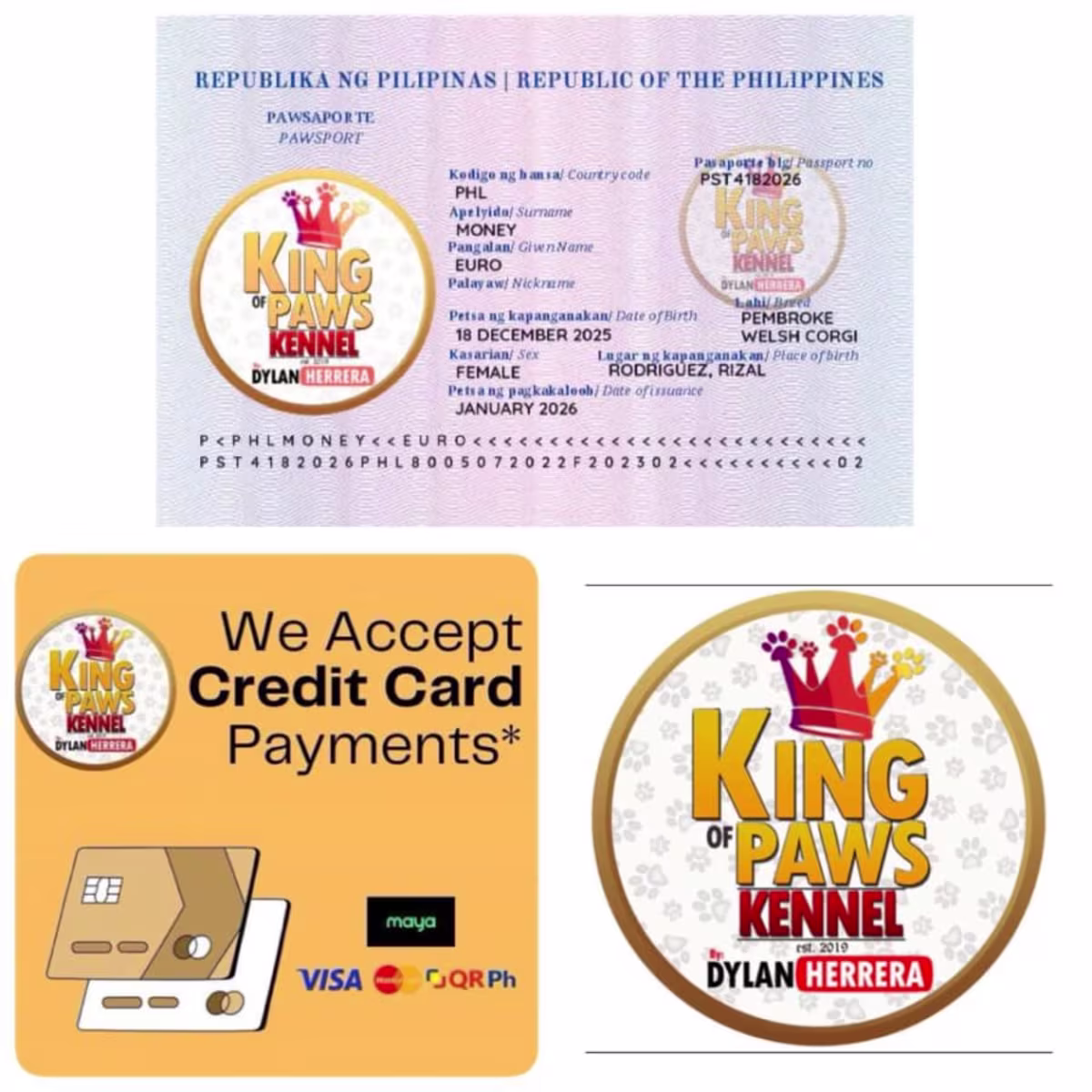 Corgi For Sale - King of Paws Kennel 3