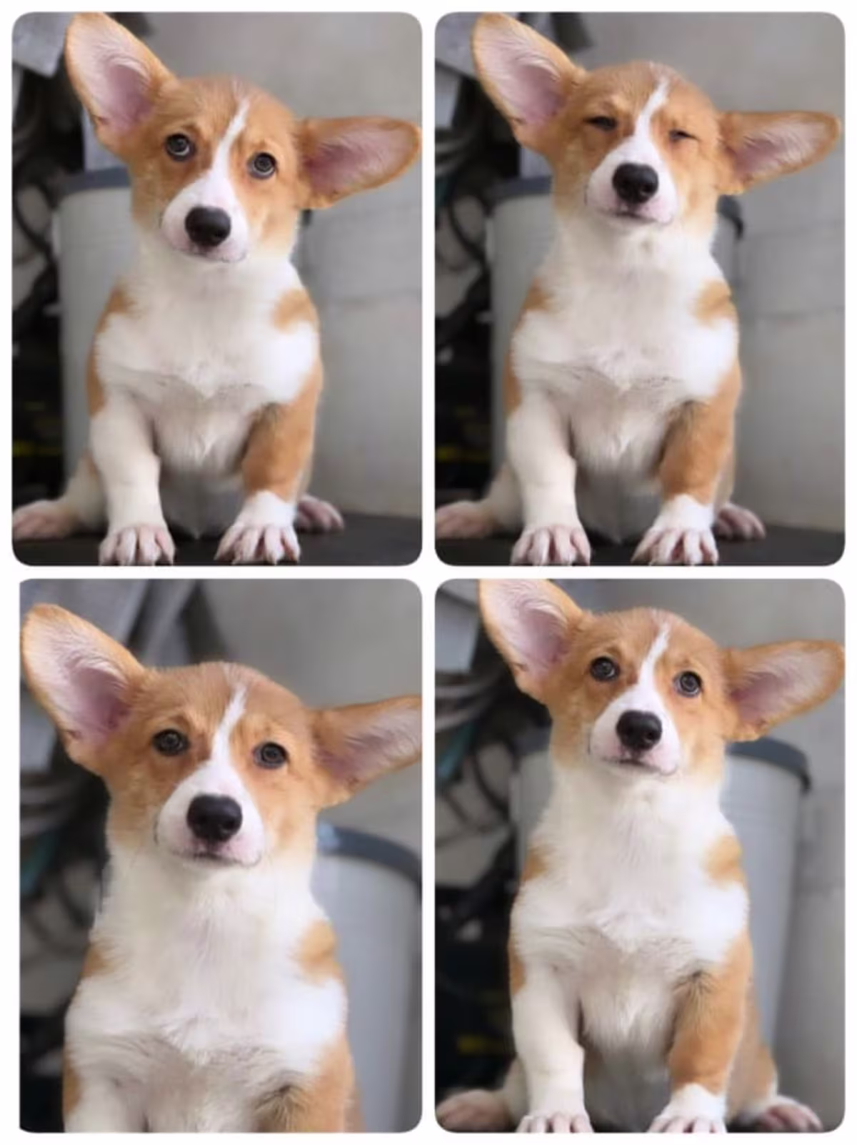 Corgi For Sale - King of Paws Kennel
