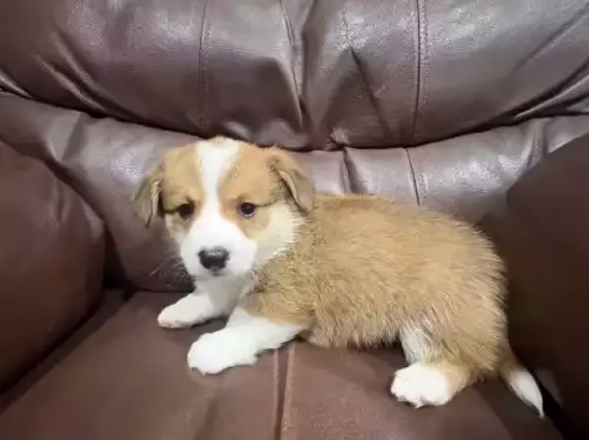 Pembrokeshire Welsh Corgi puppies