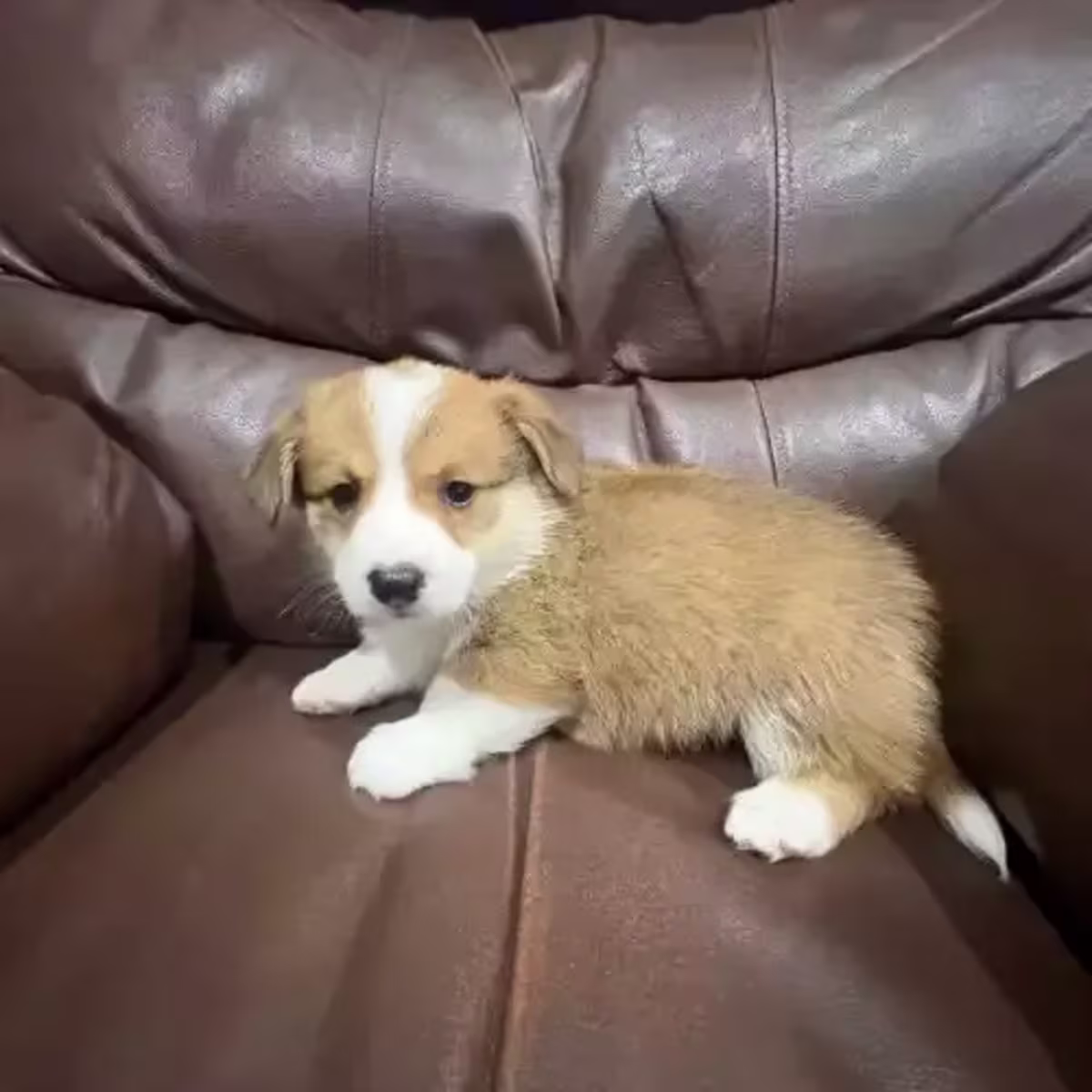 Pembrokeshire Welsh Corgi puppies