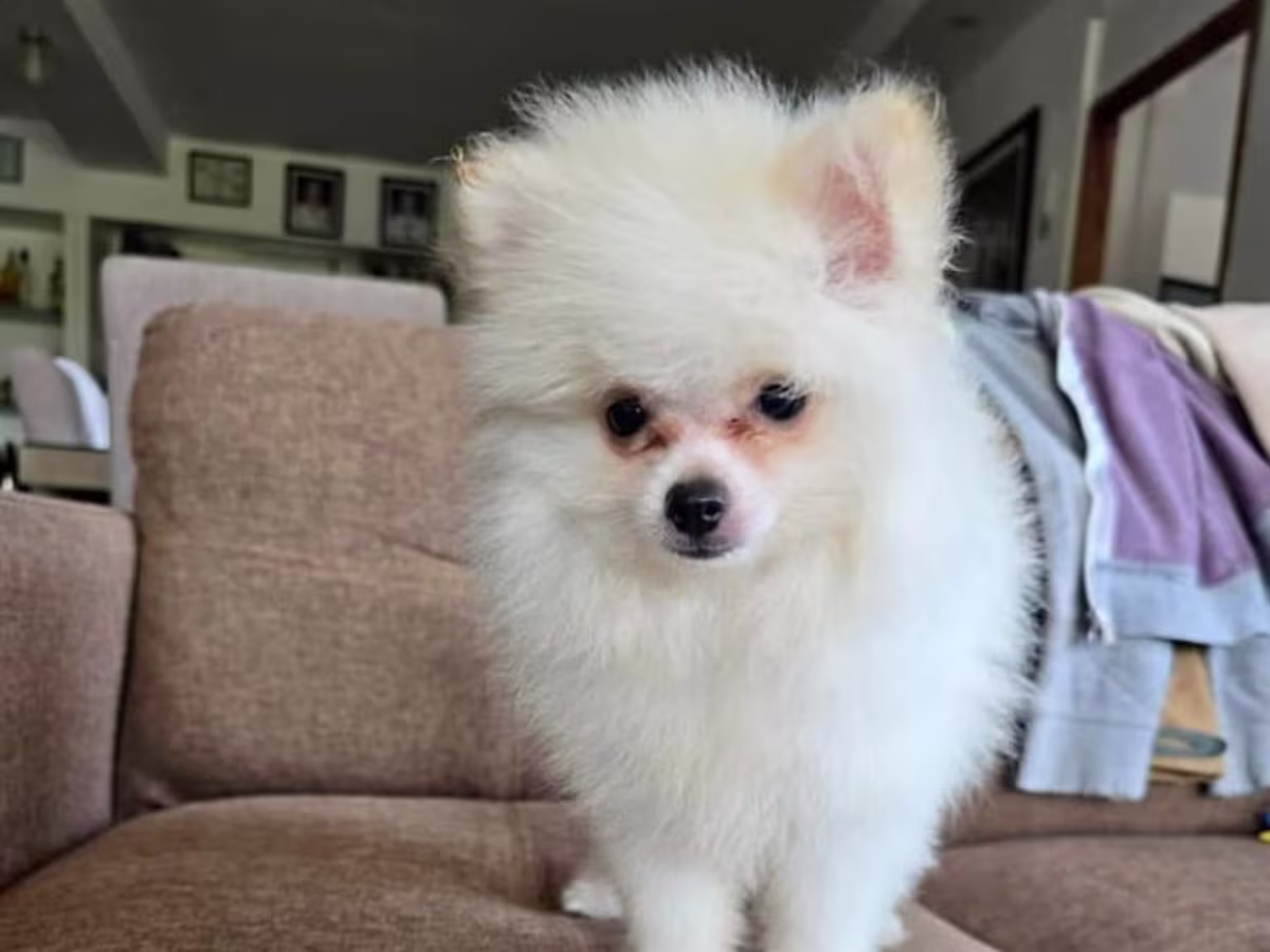 Male pomeranian 
White DOB dec.03,2025
With PCCI papers 
And 3 deworming 3 vaccine 5&1
