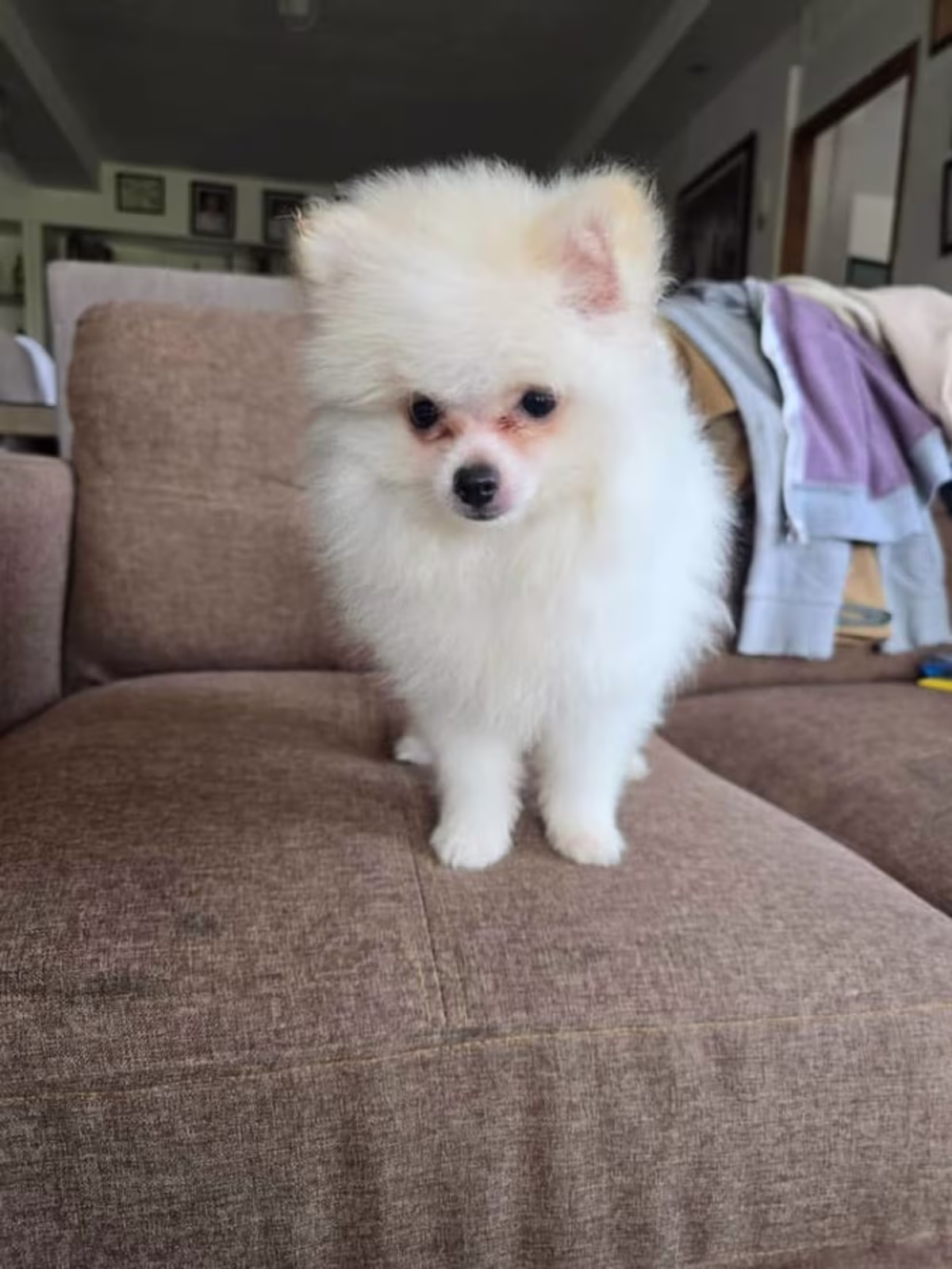 Male pomeranian 
White DOB dec.03,2025
With PCCI papers 
And 3 deworming 3 vaccine 5&1 2