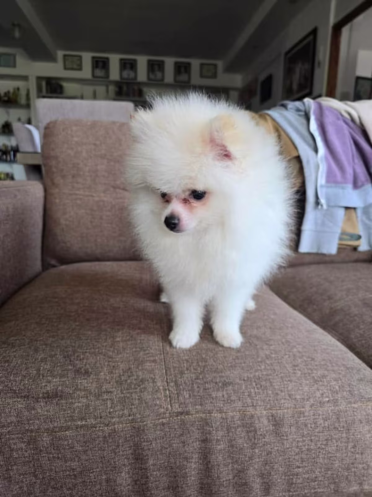 Male pomeranian 
White DOB dec.03,2025
With PCCI papers 
And 3 deworming 3 vaccine 5&1 3