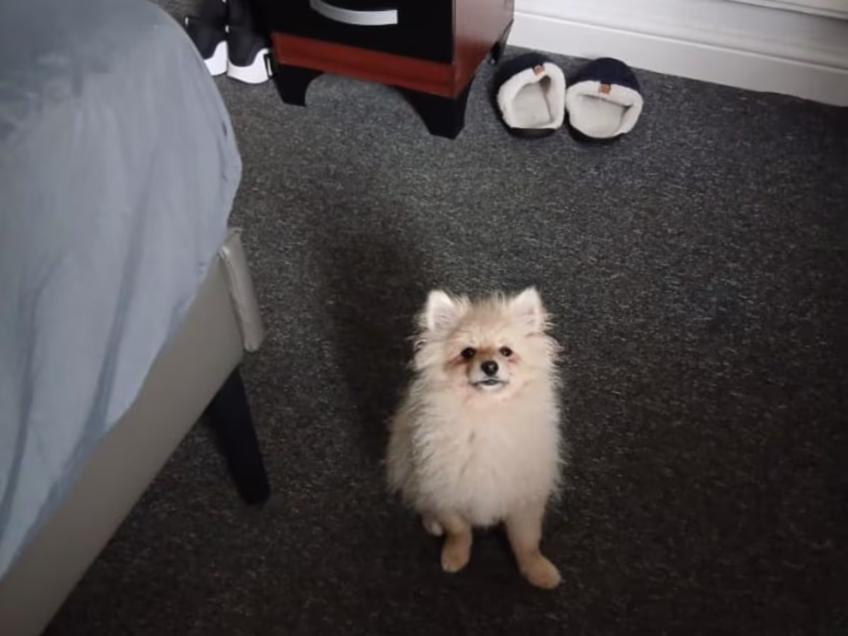 Pomerian for sale