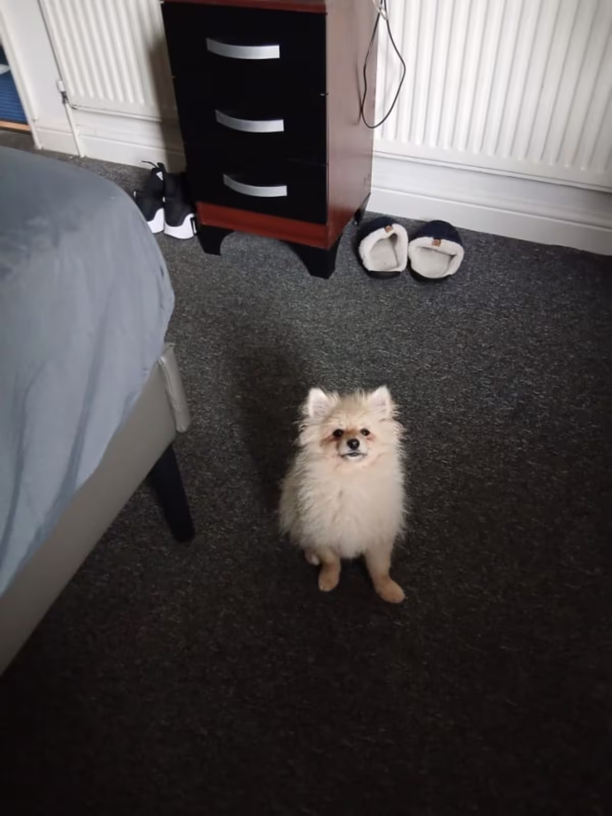Pomerian for sale