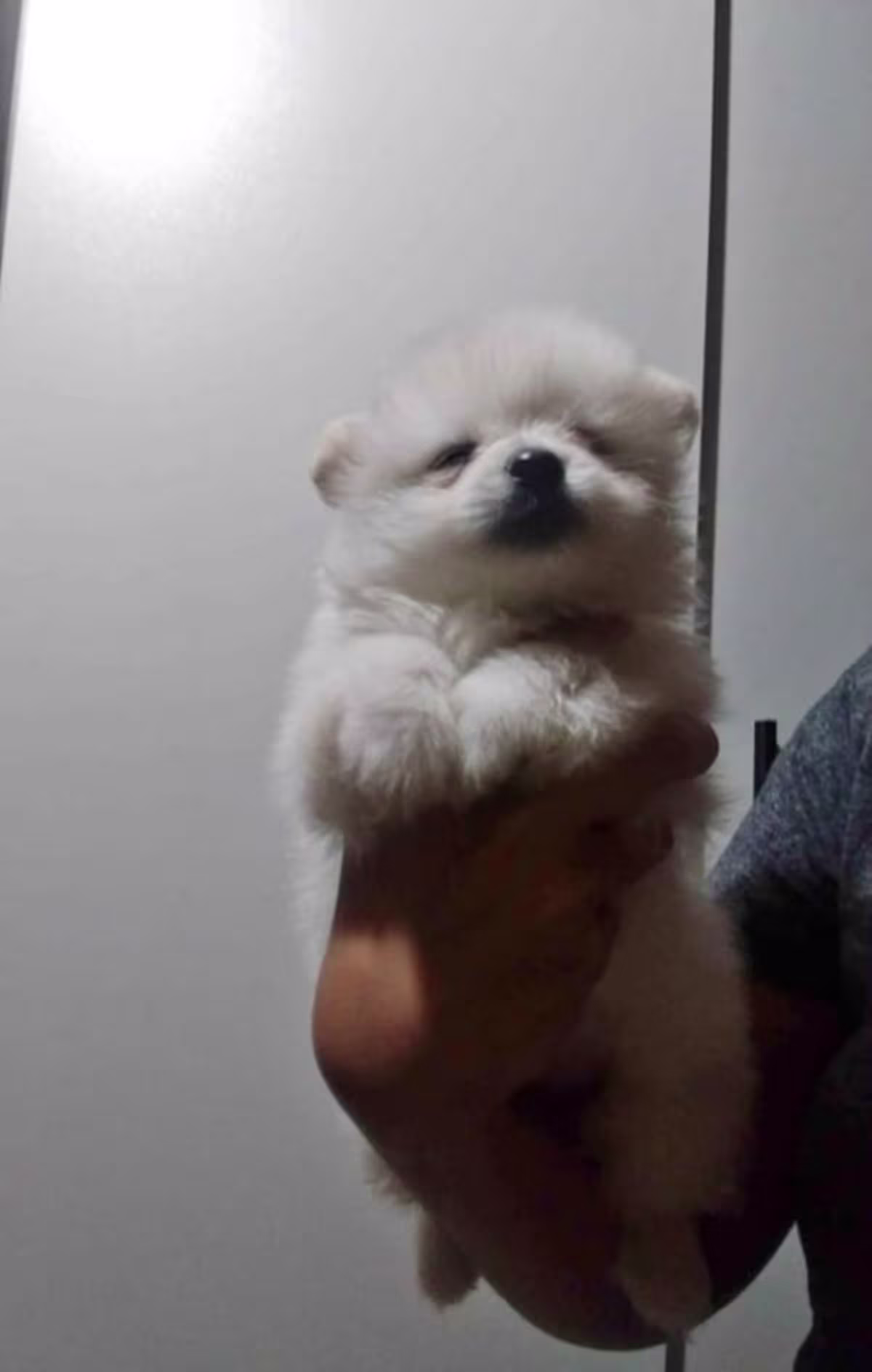 pomeranian