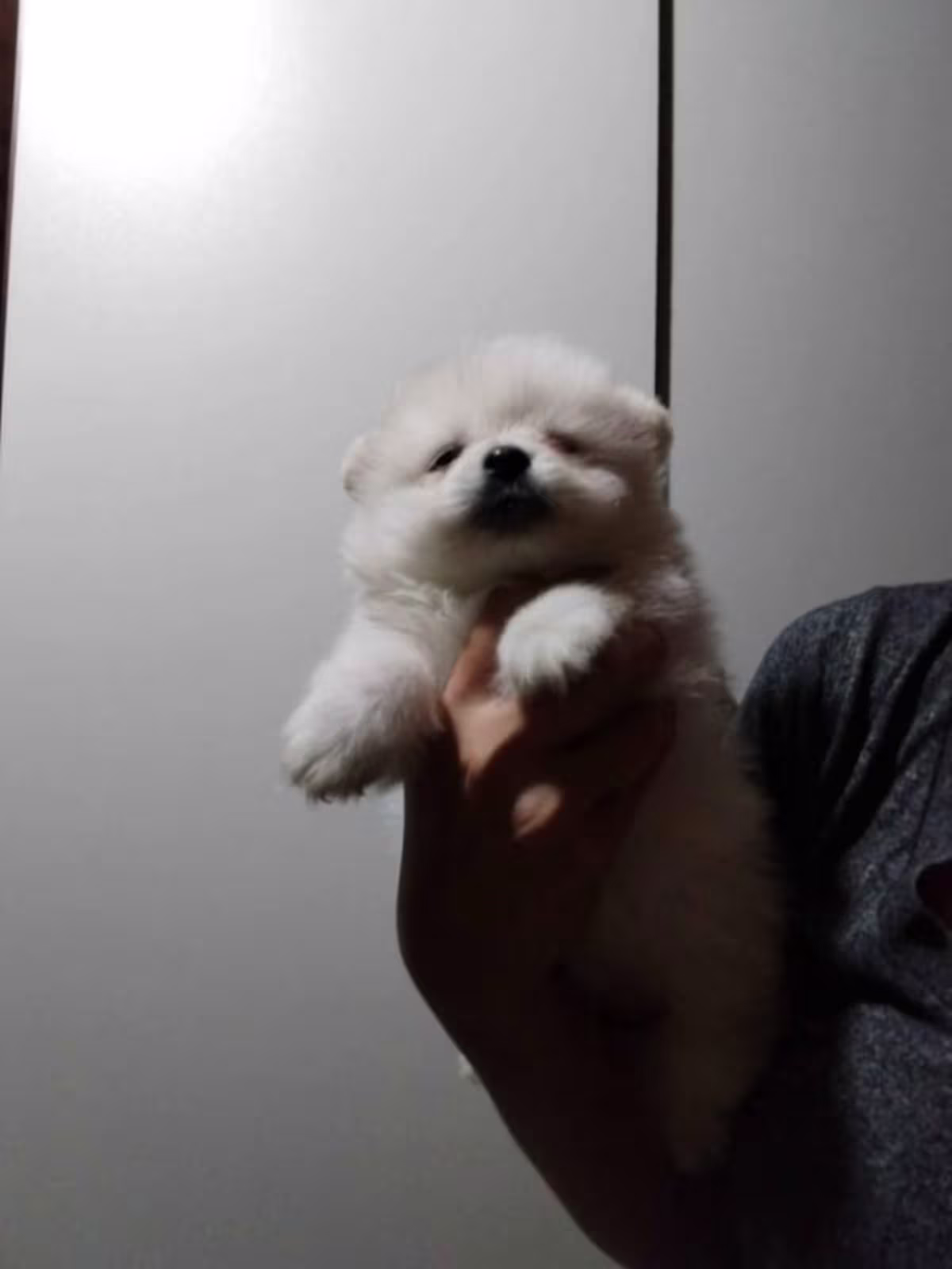 pomeranian 2