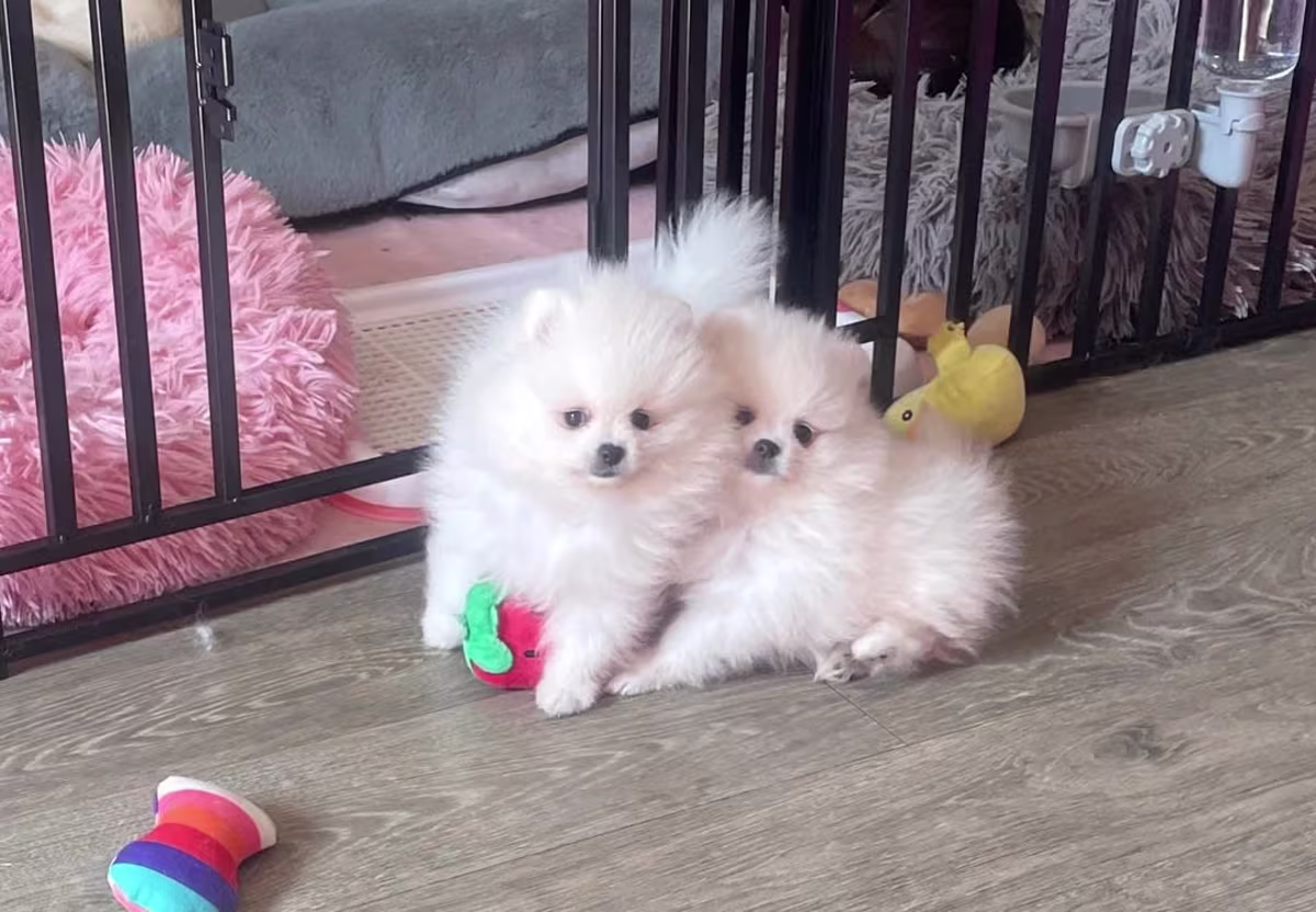 Pomeranian Puppies