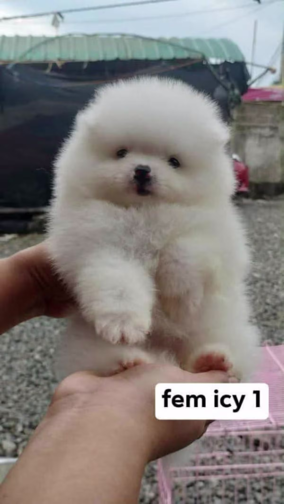 Pomeranian 2