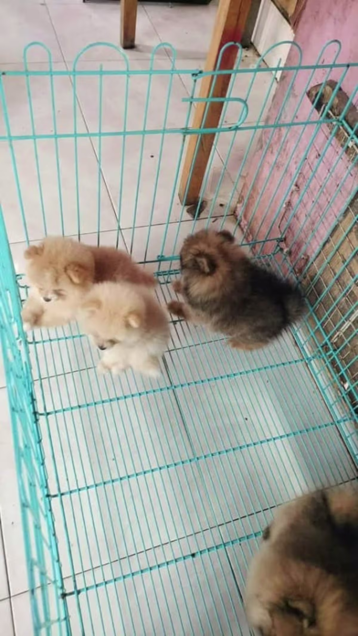 Cute poms for Sale 2