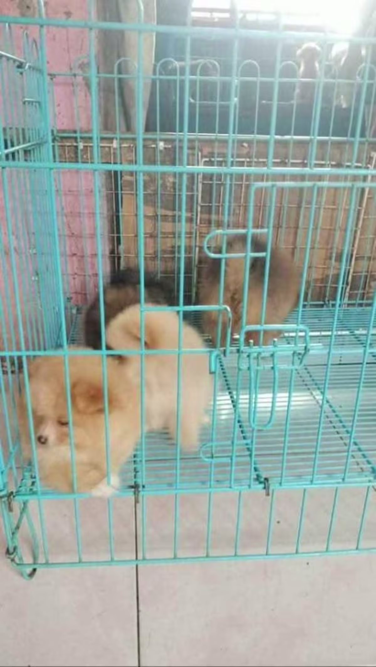 Cute poms for Sale 3