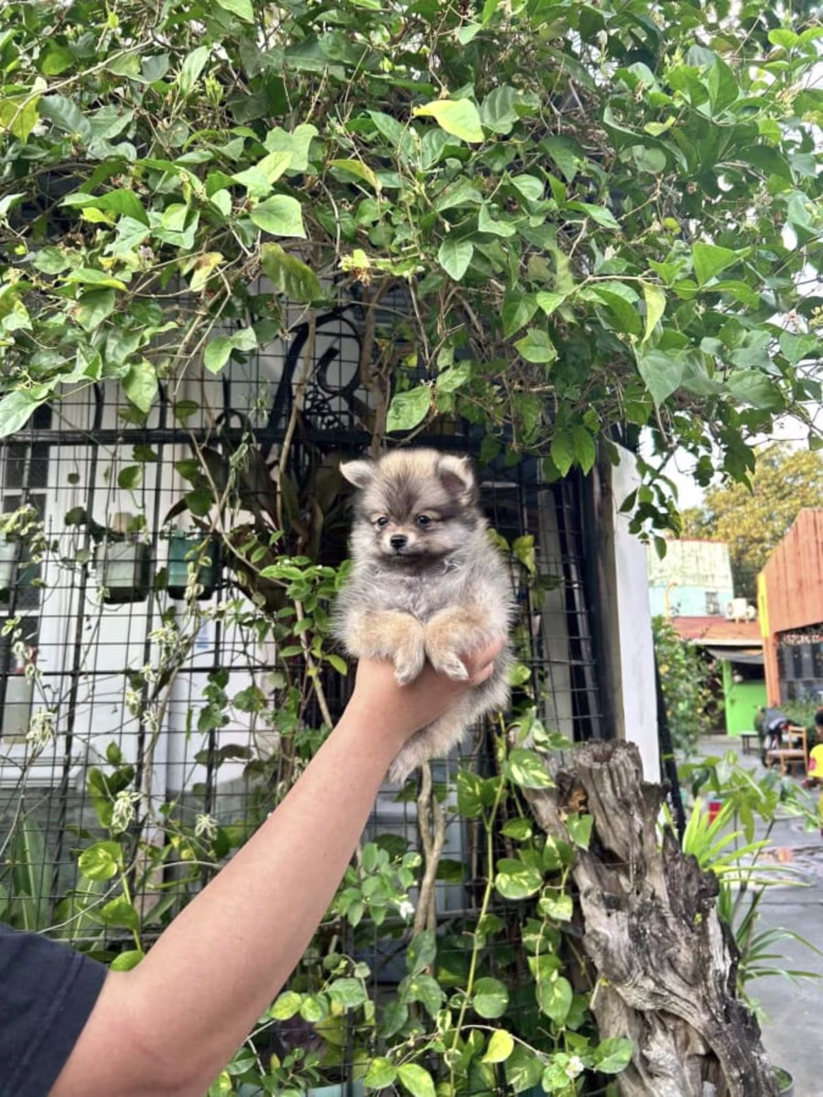  Male Sable Teacup Pomeranian For Sale