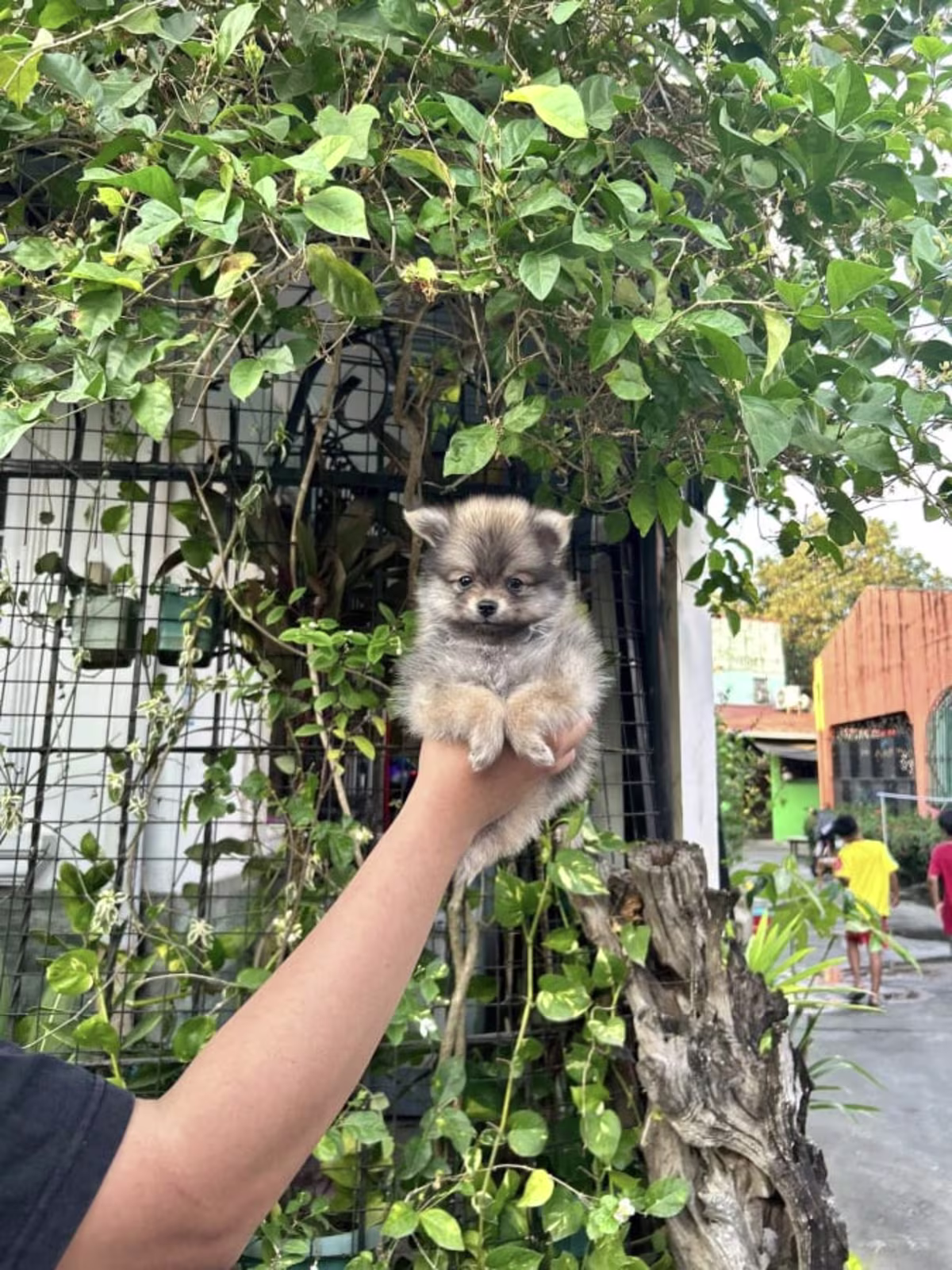  Male Sable Teacup Pomeranian For Sale 2