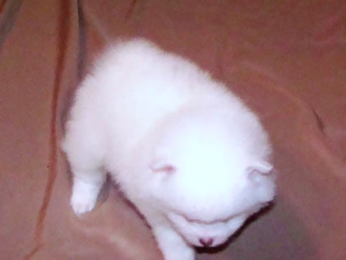 Pomeranian puppies WhatsApp:( +63-945-135-8253 )