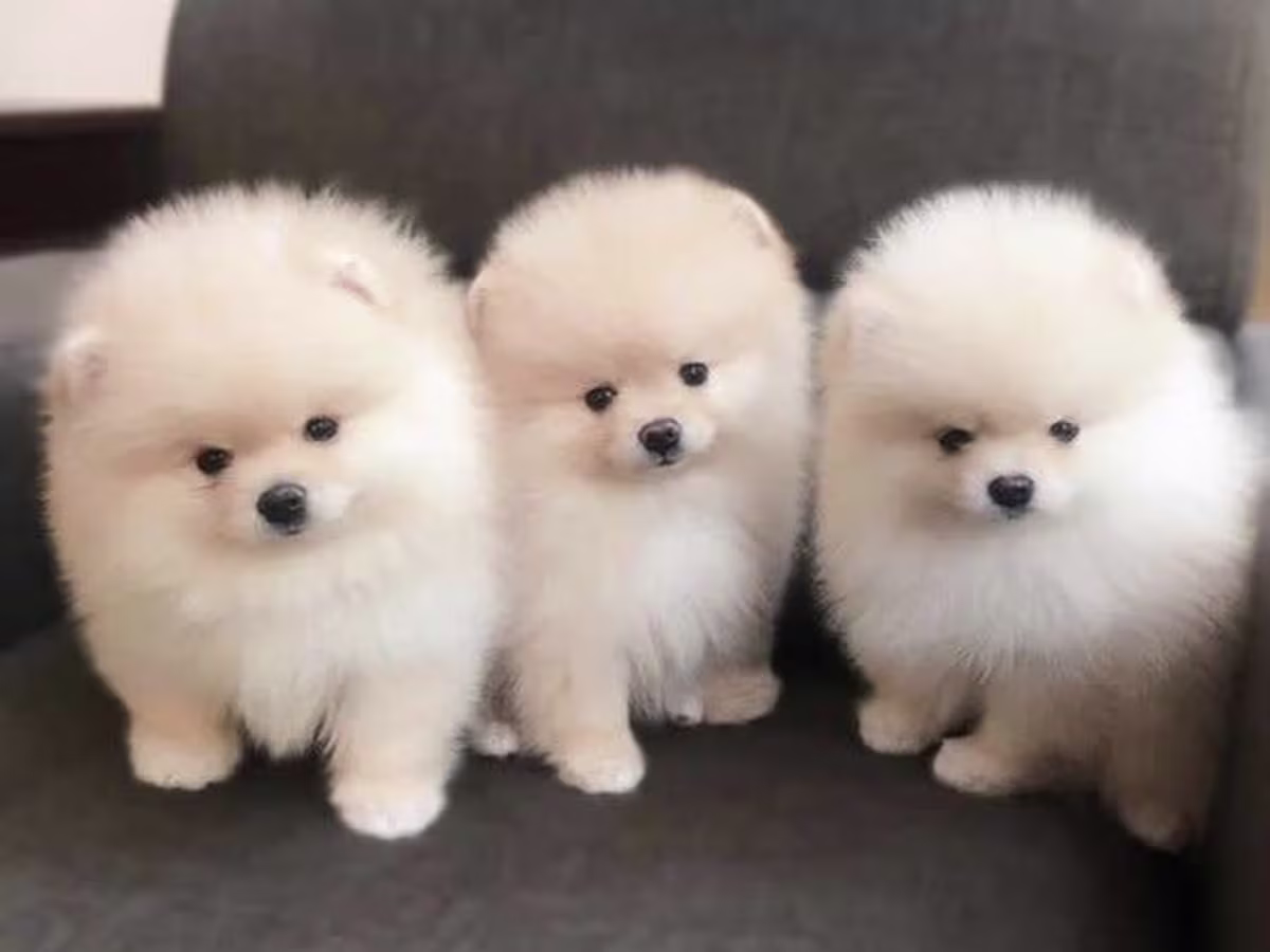 Luxury Pomeranian Puppies
