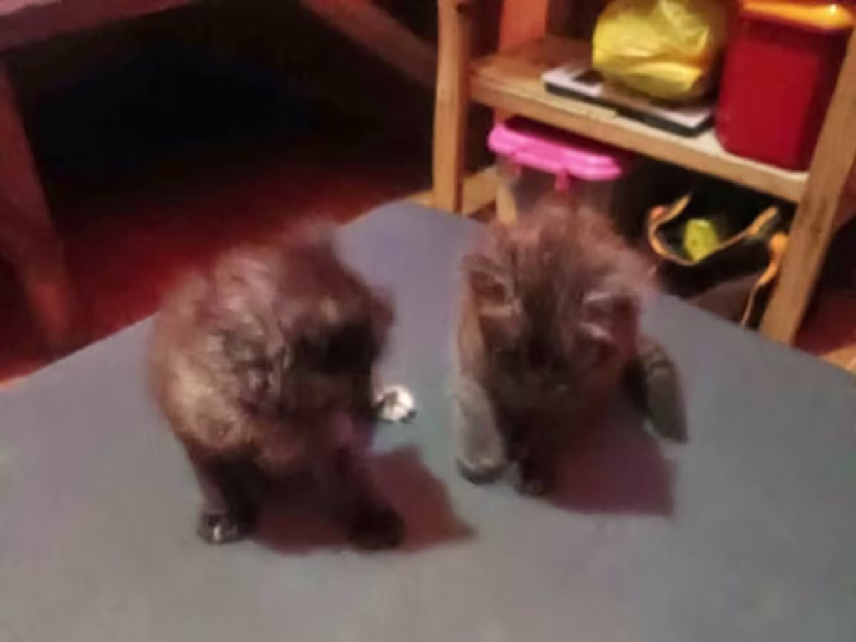 Babae at lalake Pomeranian for Sale