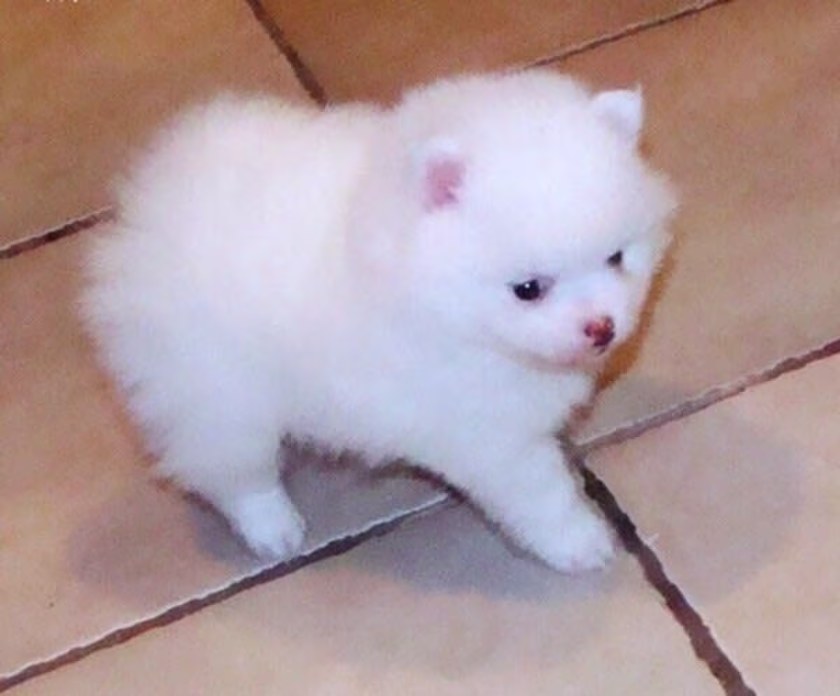 Amazing Micro Pomeranian puppies Contact me via my : mercymillo38@gmail.com