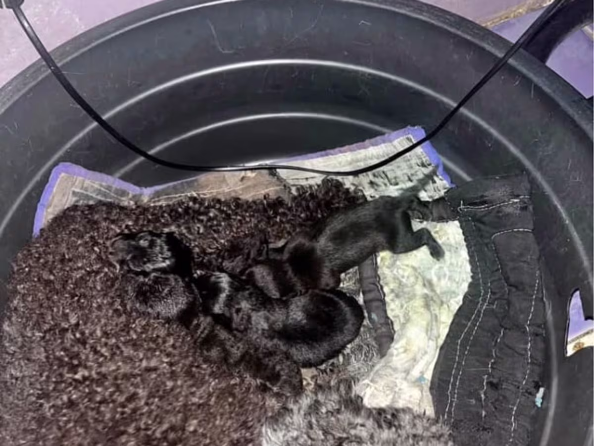 mixed breed, chihuahua x poodle