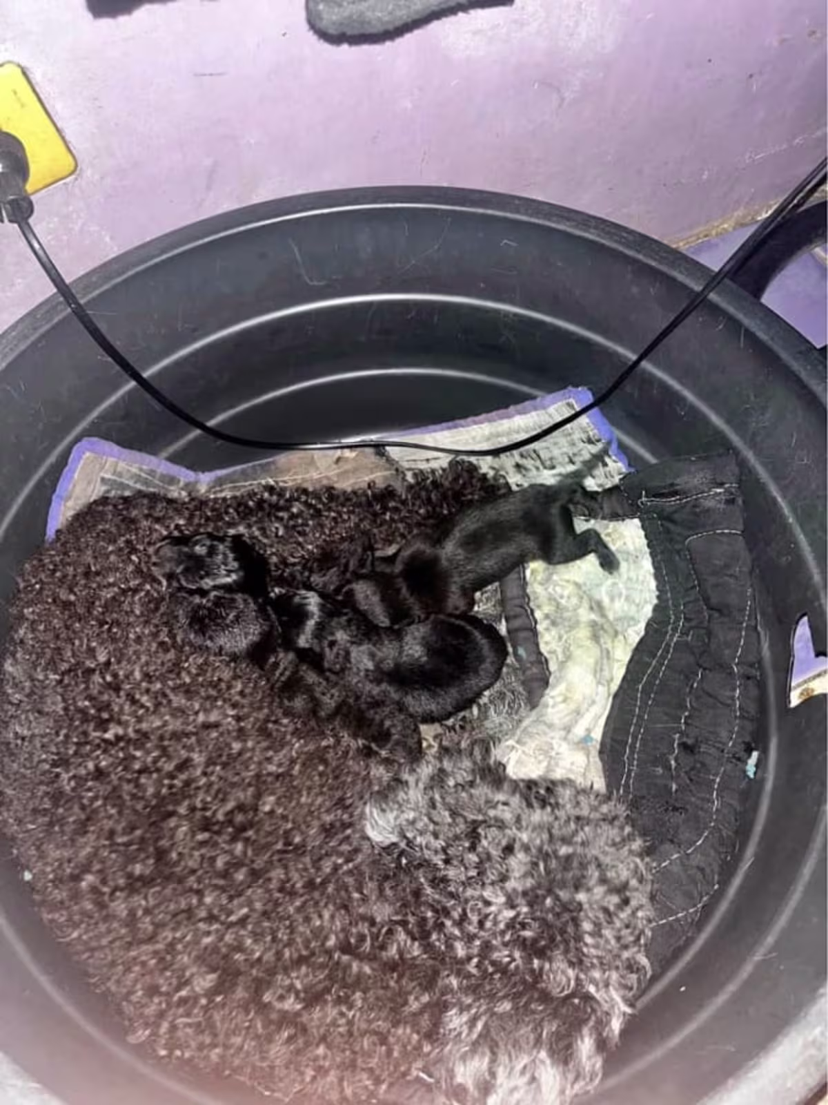 mixed breed, chihuahua x poodle