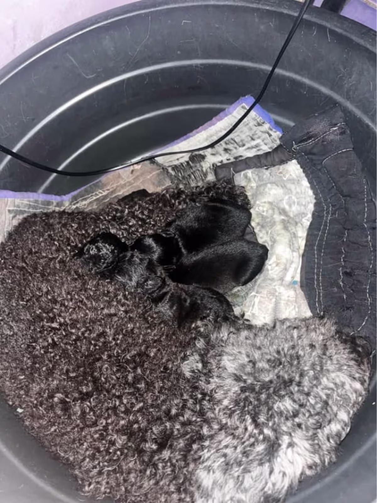 mixed breed, chihuahua x poodle 3