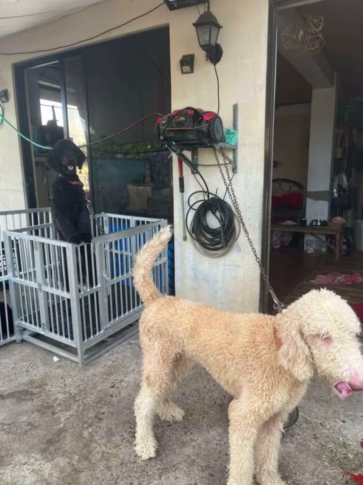 Pure GIAN POODLE FOR SALE 3