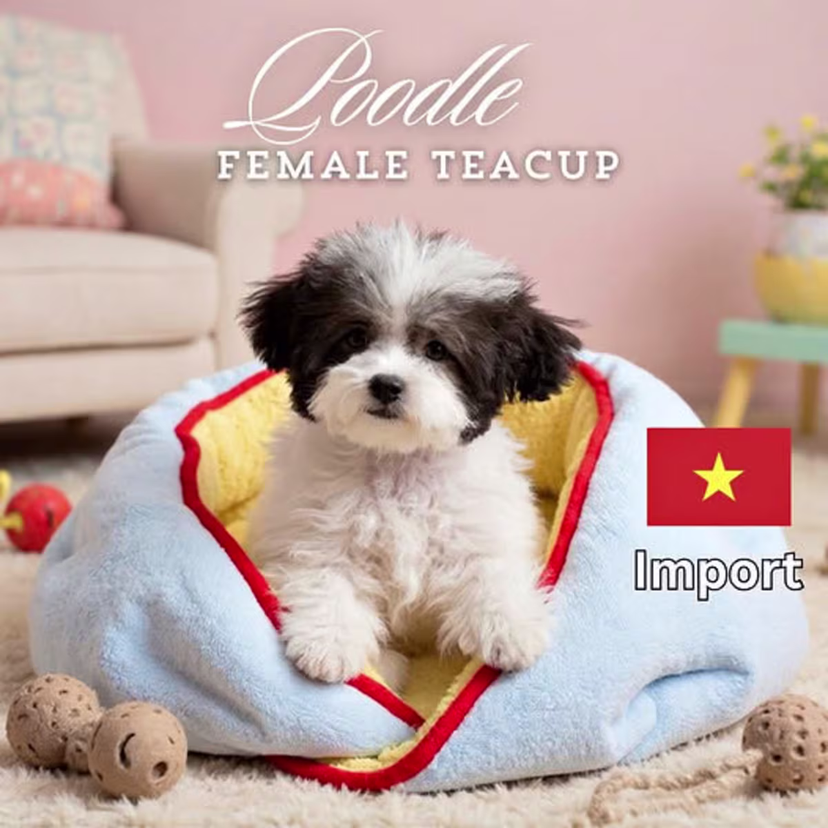 Teacup Poodle for Sale