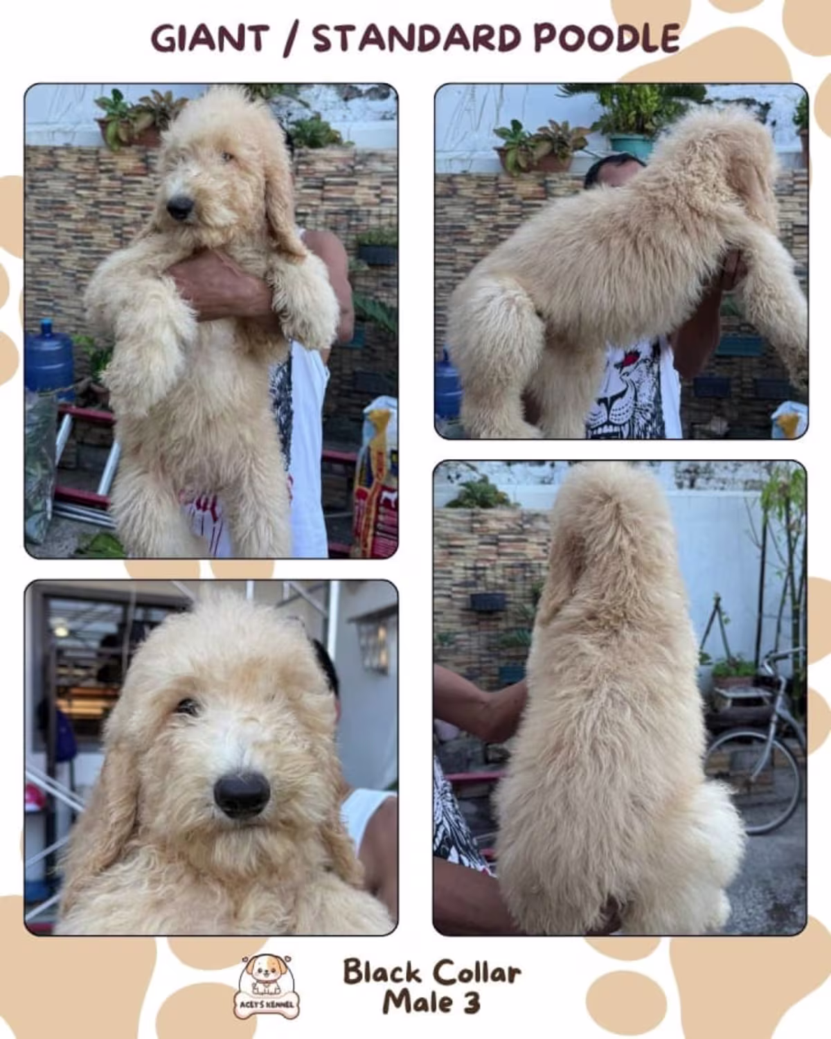 Standard Poodle For Sale - AceY's Kennel 2