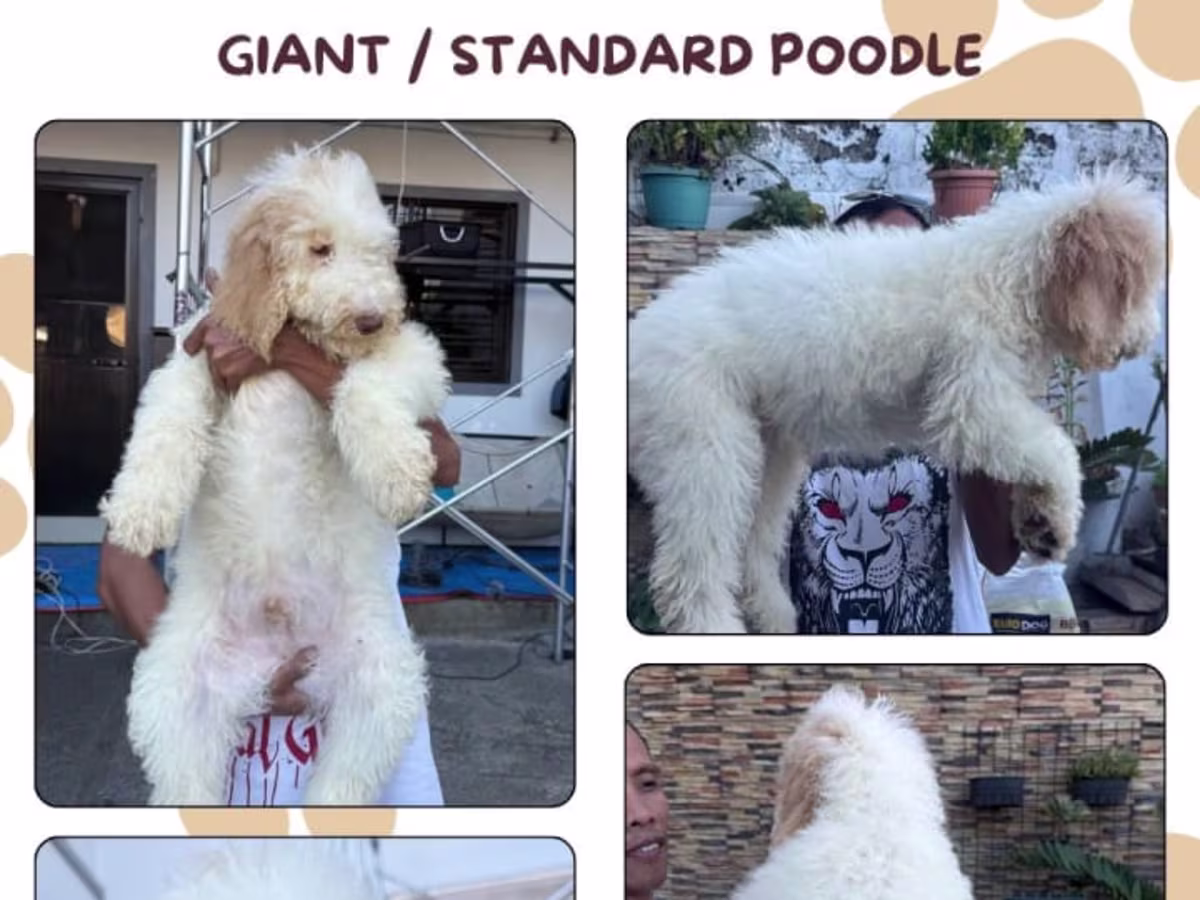Standard Poodle For Sale - AceY's Kennel