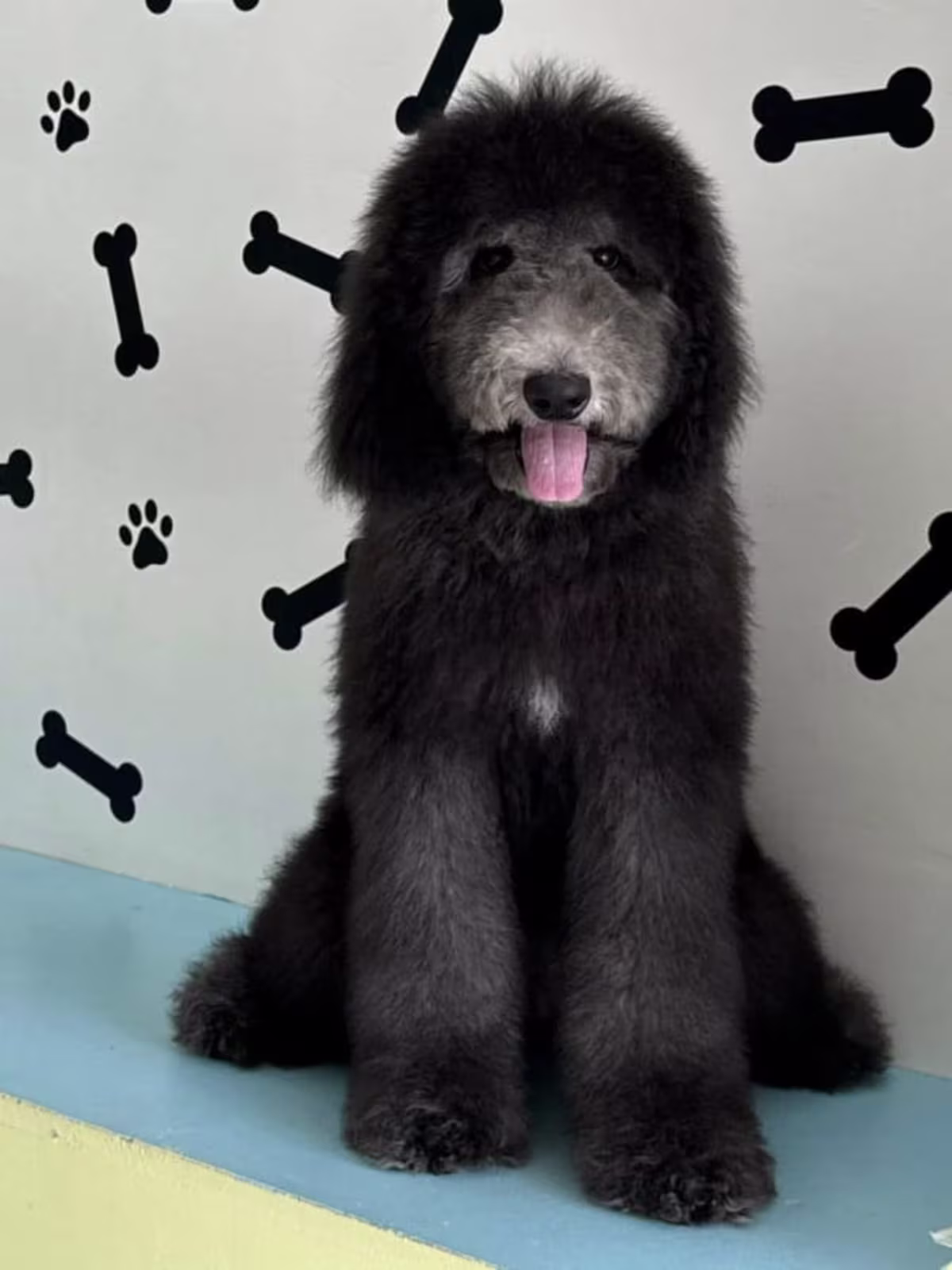 Silver & Black Giant Poodle – Available for Rehoming 2