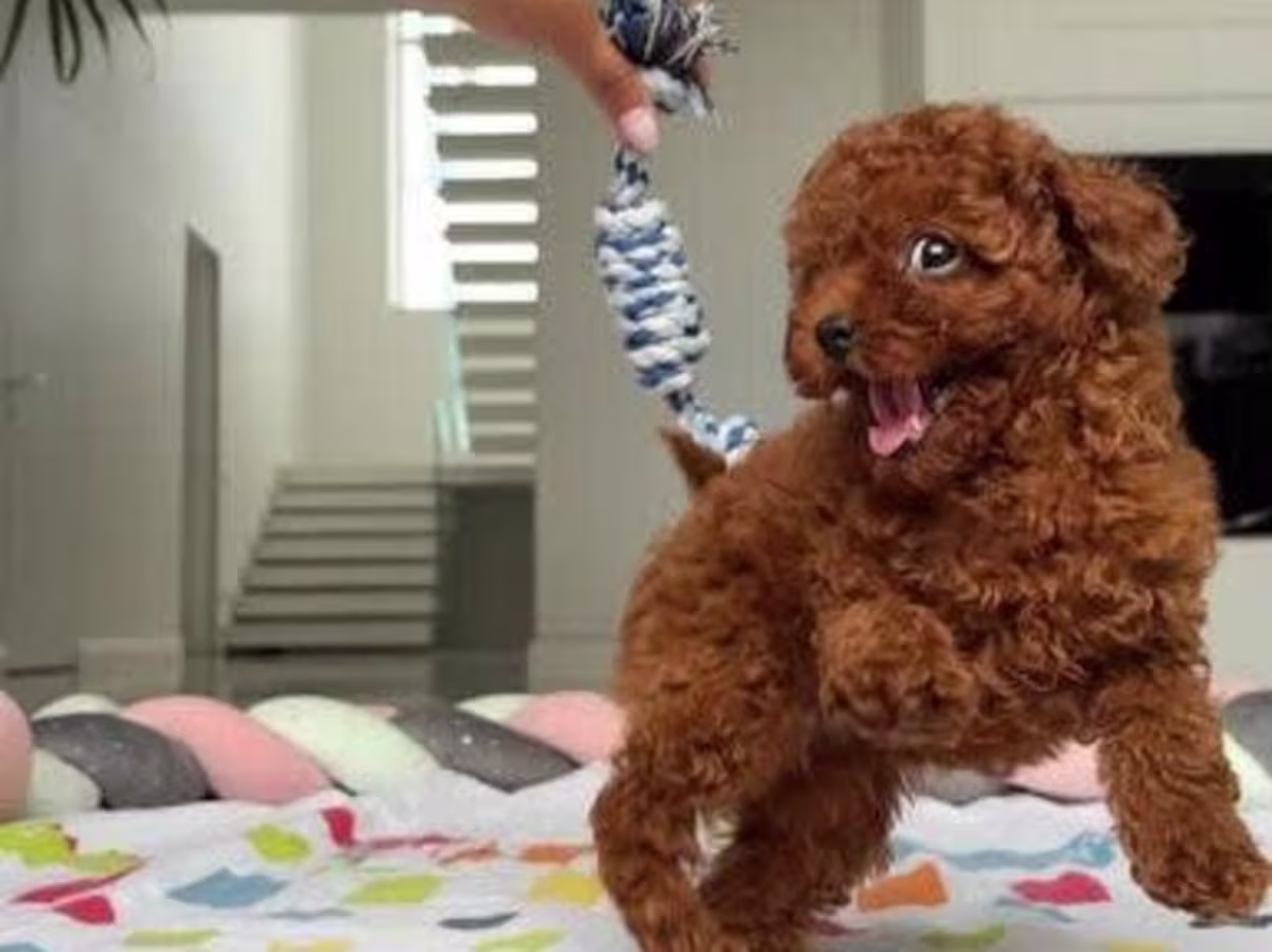 Teacup Toy Poodle puppies Contact email: mercymillo38@gmail.com