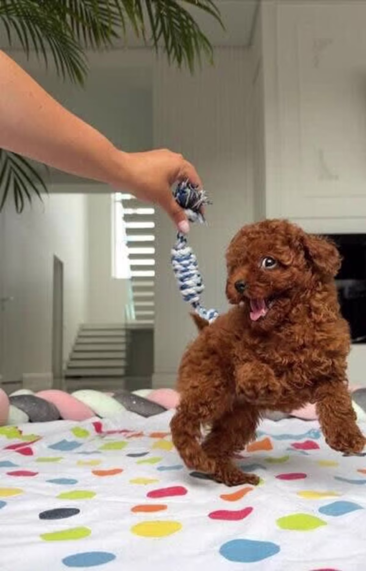 Teacup Toy Poodle puppies Contact email: mercymillo38@gmail.com