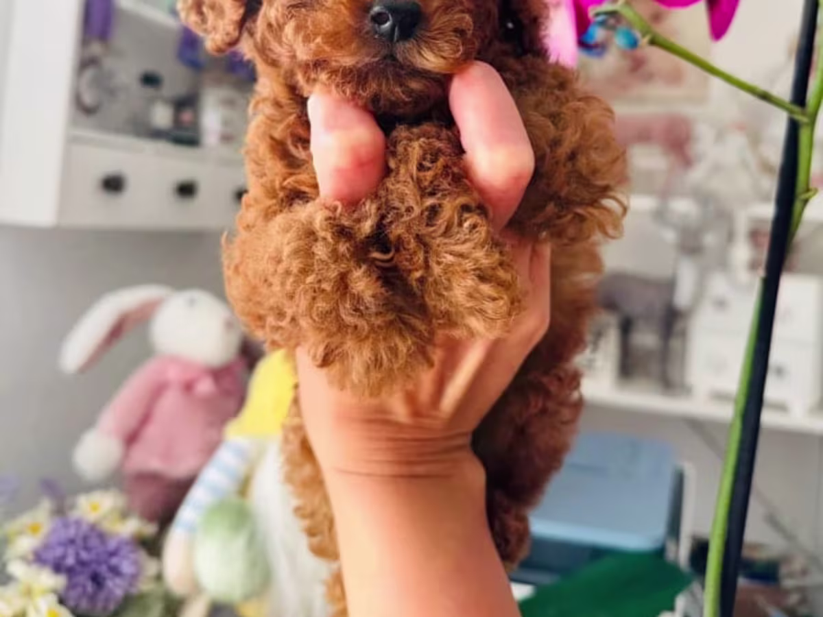 Toy Poodle Puppies