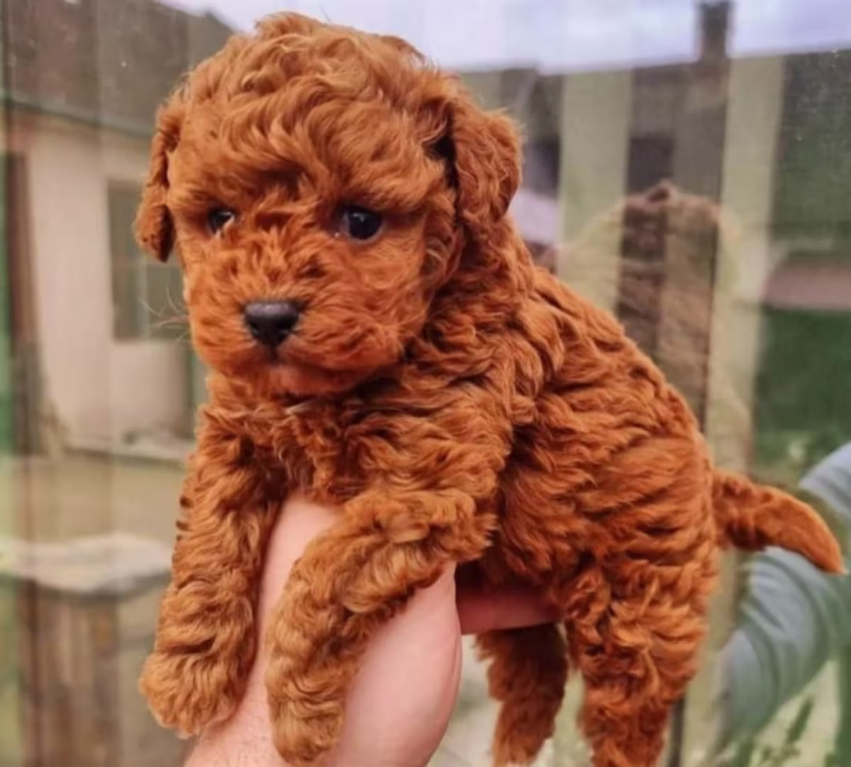 Kc mini poodles various 17 dna health tested