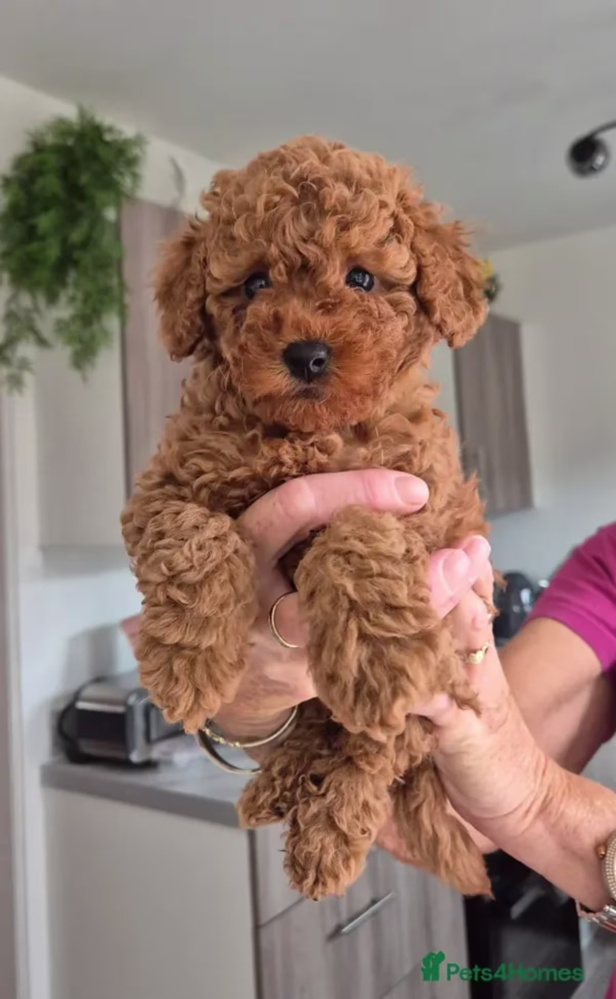 Teacup Toy Poodle Puppies