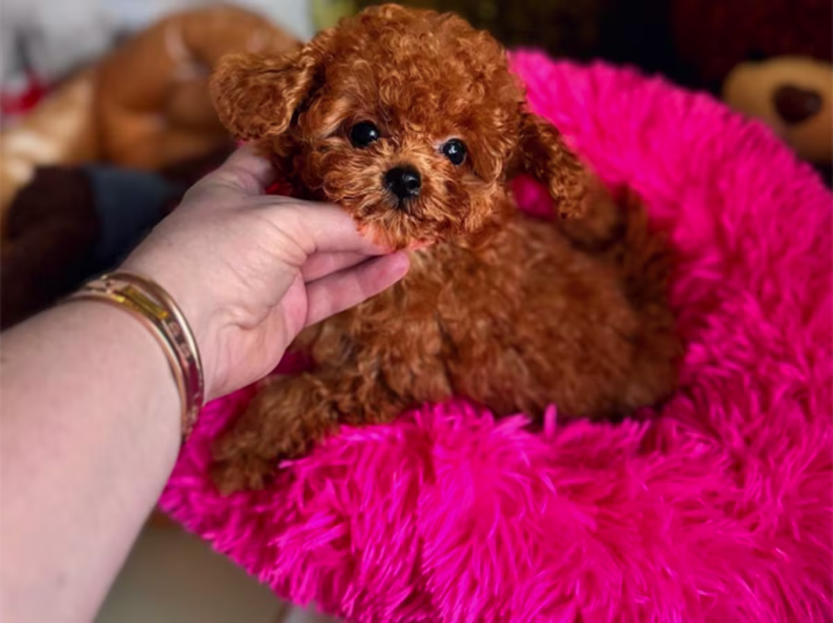 Toy Poodle Puppies