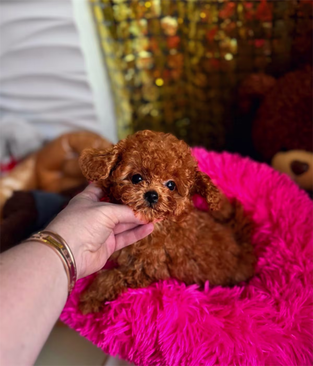 Toy Poodle Puppies