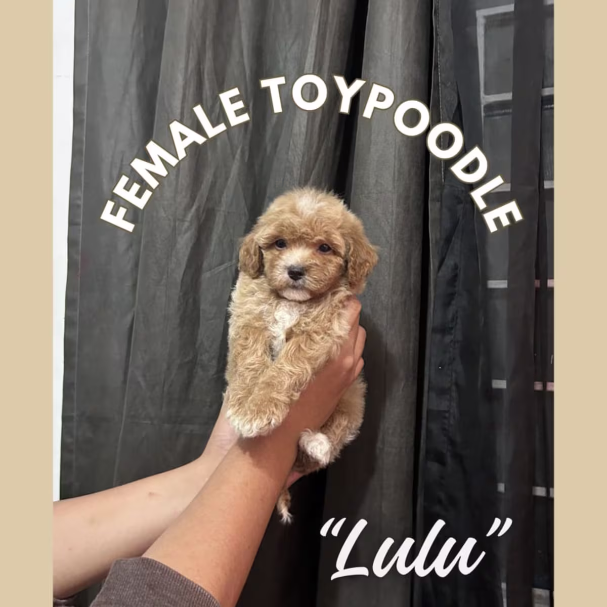 Toy Poodle For Sale - Cherry Kennels