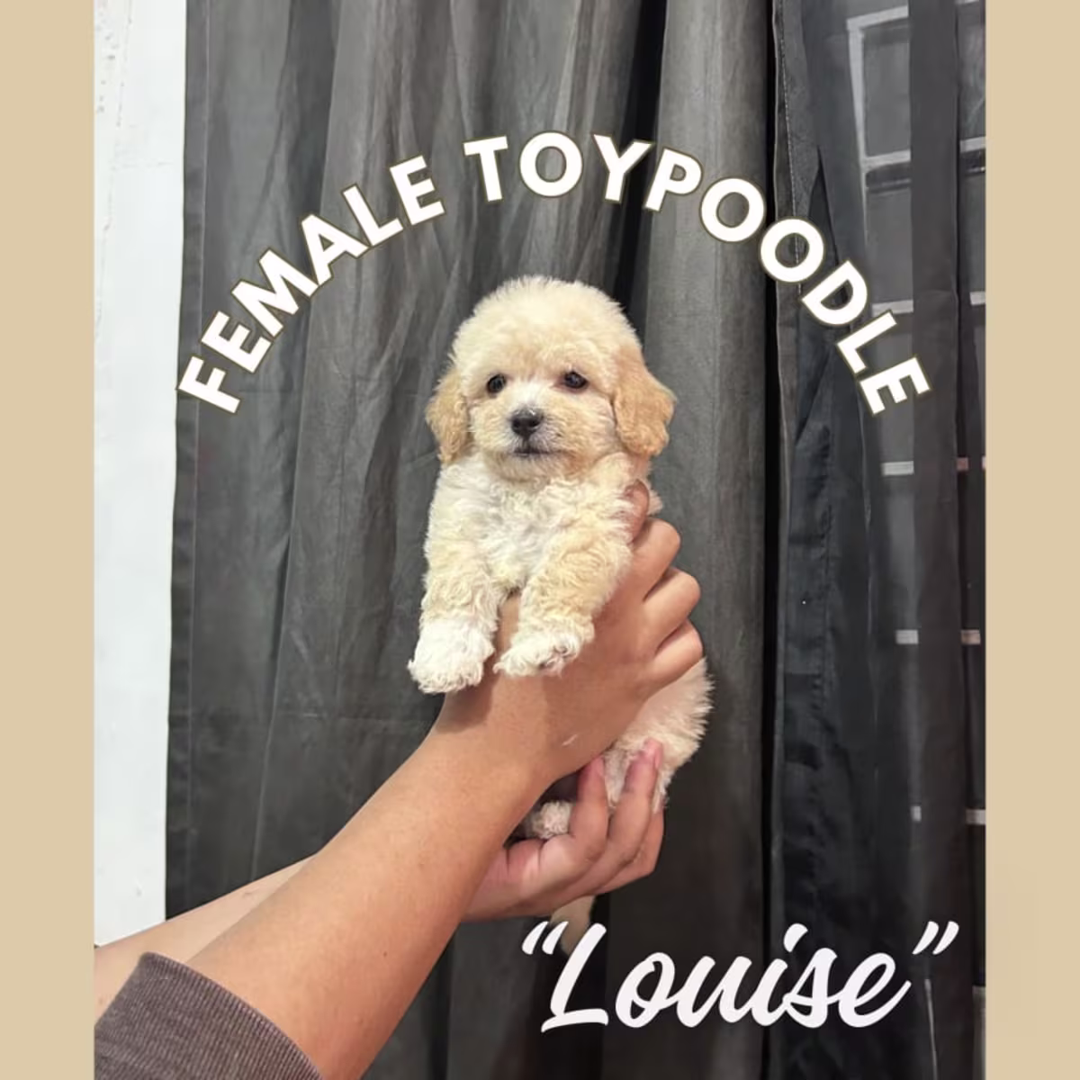 Toy Poodle For Sale - Cherry Kennels 2