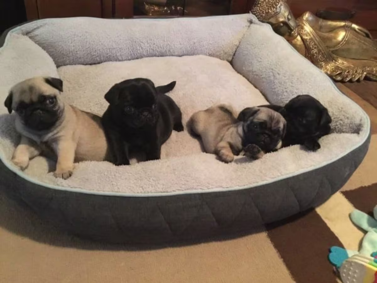 Lovely pug puppies 