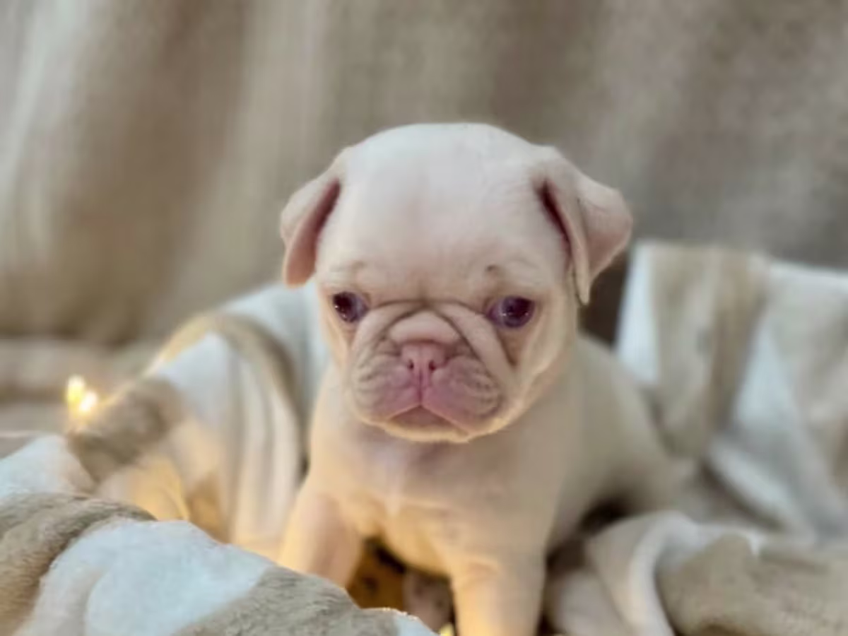 Pug Puppies ready