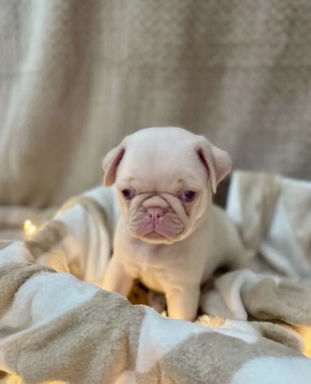 Pug Puppies ready