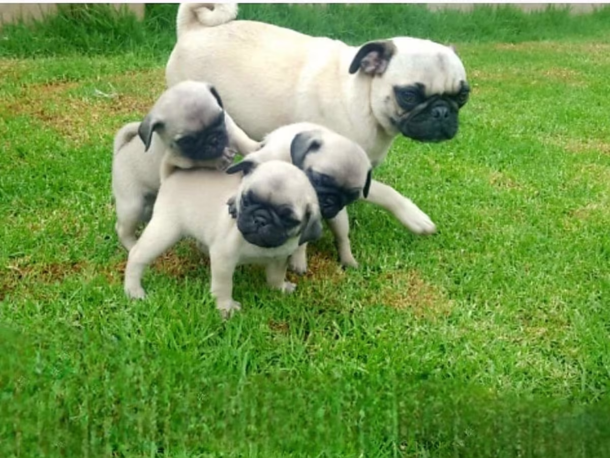 Purebred Pug Puppies