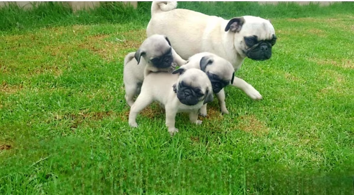 Purebred Pug Puppies